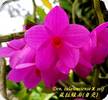 D. sulawesiense x lawesii Violet/White